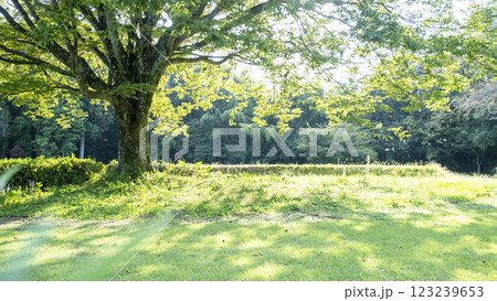 木漏れ日が差し込む公園 123239653