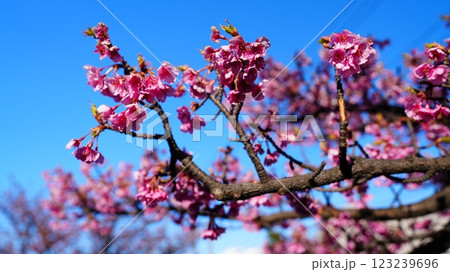 青空に映えるピンクの河津桜/横十間川親水公園 青空に映えるピンクの河津桜/横十間川親水公園 123239696