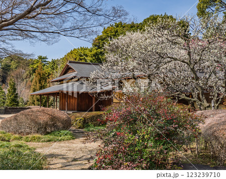 早春の皇居東御苑 青空の下、庭の白梅が咲く諏訪の茶屋 早春の皇居東御苑 青空の下、庭の白梅が咲く諏訪の茶屋 123239710