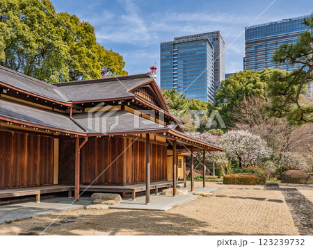 早春の皇居東御苑　白梅の咲く諏訪の茶屋から大手町方面を望む 123239732