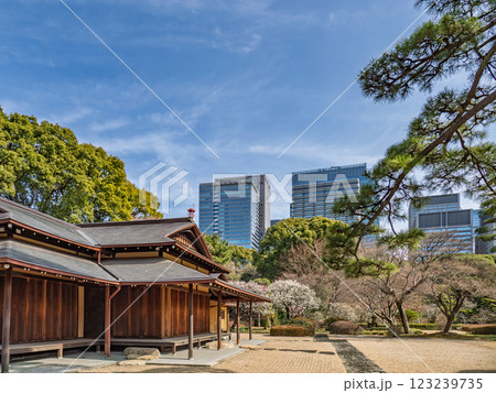 早春の皇居東御苑　白梅の咲く諏訪の茶屋から大手町方面を望む 123239735