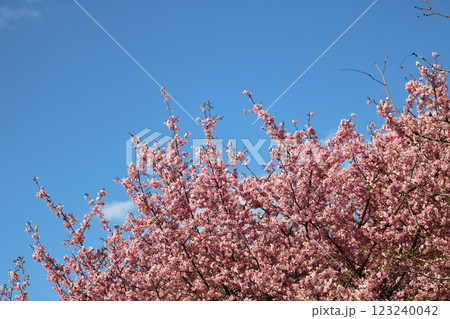 青空の下で満開の時を迎えた河津桜 青空の下で満開の時を迎えた河津桜 123240042