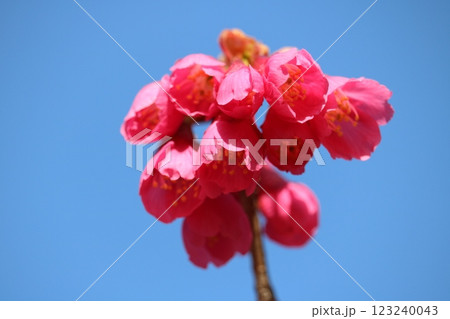 青空と見事な濃いピンクの寒緋桜 青空と見事な濃いピンクの寒緋桜 123240043