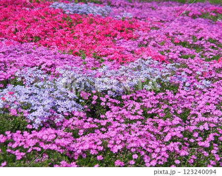 カラフルな芝桜の花畑 123240094
