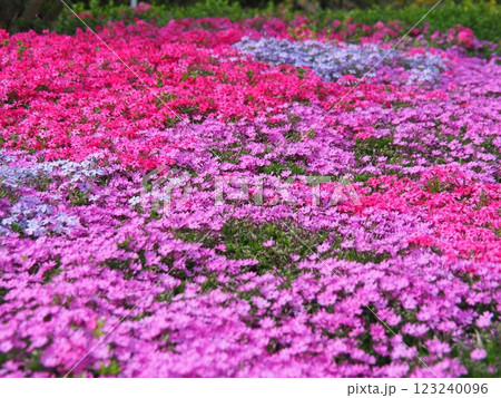 カラフルな芝桜の花畑 123240096