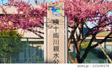 満開の河津桜と看板のある風景 123240176