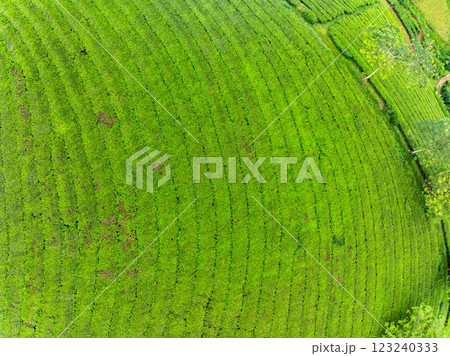 High angle view Rows of growing tea plantation at Long Coc mountains, Phu Tho province,Texture of Green tea leaf in northern Vietnam High angle view Rows of growing tea plantation at Long Coc mountains, Phu Tho province,Texture of Green tea leaf in northern Vietnam 123240333