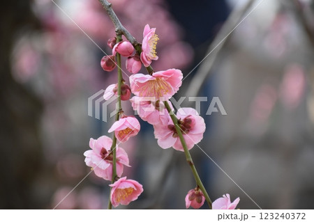 春の訪れを告げるピンクの梅の花 春の訪れを告げるピンクの梅の花 123240372