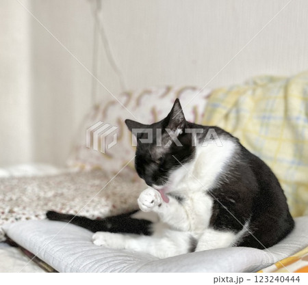 ソファのクッションで前足を舐める白黒猫 123240444