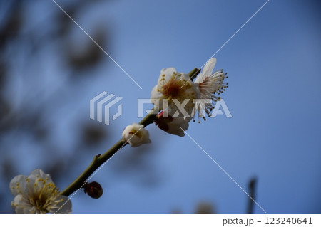 春の訪れを告げる梅の花 春の訪れを告げる梅の花 123240641