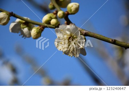 白い梅の花 白い梅の花 123240647