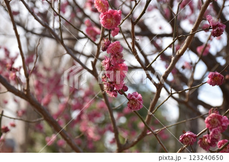 咲き始めた梅の花 咲き始めた梅の花 123240650