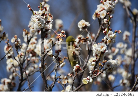 メジロがいる白い梅の花 メジロがいる白い梅の花 123240665