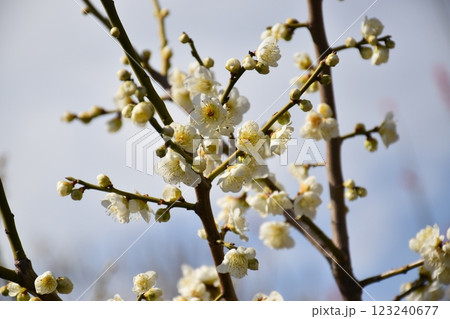 白い梅の花 白い梅の花 123240677