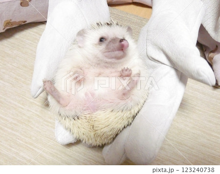 ハリネズミのお腹 123240738