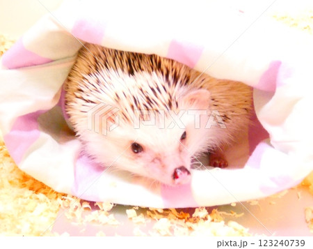 ハリネズミ 123240739