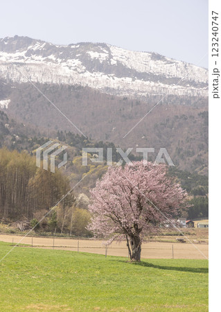 北海道富良野上御料の一本桜 123240747