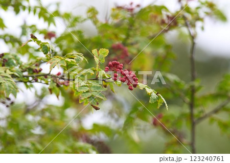 完熟した山椒の実 123240761