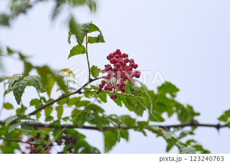 完熟した山椒の実 完熟した山椒の実 123240763