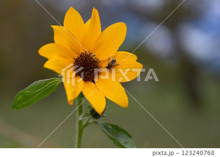 姫ヒマワリにとまるハナアブ 姫ヒマワリにとまるハナアブ 123240768