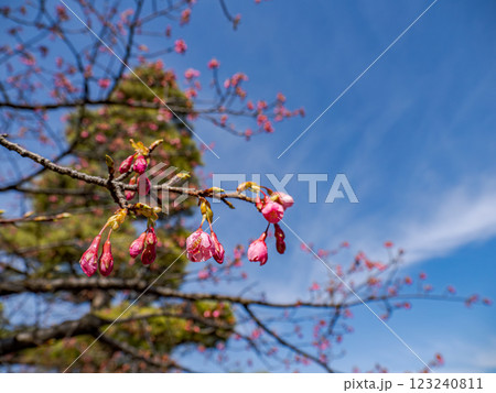 晩冬に開花し始めた寒緋桜【琉球寒緋桜】 晩冬に開花し始めた寒緋桜【琉球寒緋桜】 123240811