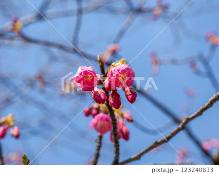 晩冬に開花し始めた寒緋桜【琉球寒緋桜】 晩冬に開花し始めた寒緋桜【琉球寒緋桜】 123240813