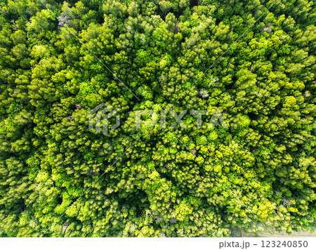 Top view Forest lake landscape,Rainforest ecosystem and healthy environment concept and nature background,Texture of green trees forest view from above, Aerial view Green mangrove trees background 123240850