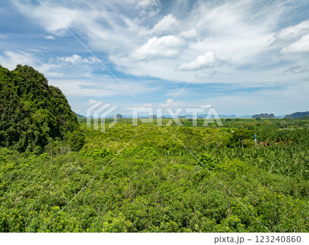 Tropical green mangrove forest trees,Amazing sea bay ecology system aerial view green trees texture background 123240860