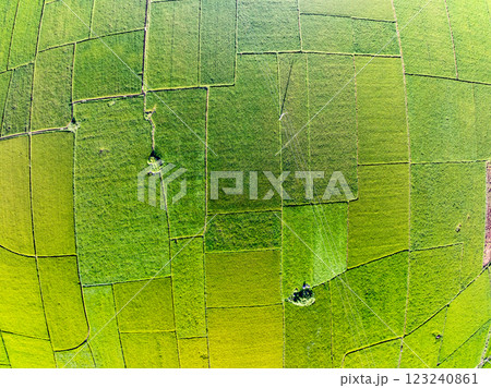 Aerial top view of Green rice field at northern vietnam,Beautiful destination in Northern Vietnam,Travel and landscape concept, Nature and rice fields background Aerial top view of Green rice field at northern vietnam,Beautiful destination in Northern Vietnam,Travel and landscape concept, Nature and rice fields background 123240861