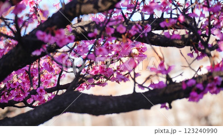 早春の横十間川親水公園に咲いた河津桜 123240990