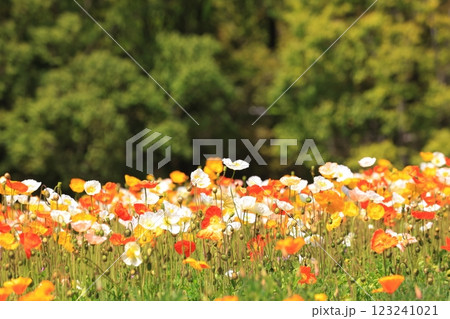 アイスランドポピー1440 123241021