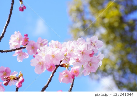 河津桜7548 123241044
