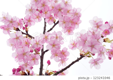 河津桜7683 河津桜7683 123241046