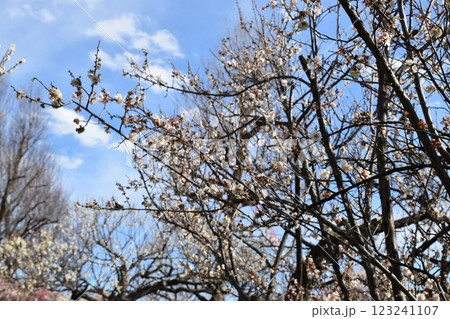 梅林に春がきた 梅林に春がきた 123241107