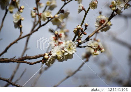 咲き始めた梅の花 咲き始めた梅の花 123241108