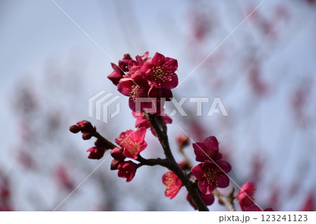 赤く美しい梅の花 赤く美しい梅の花 123241123