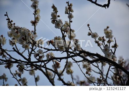 春の訪れを告げる梅の花 123241127