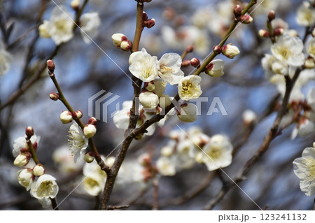白い梅の花 白い梅の花 123241132