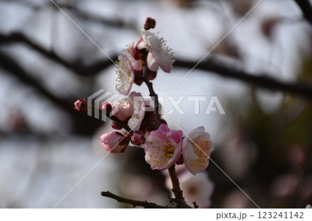 春を告げる梅の花 123241142