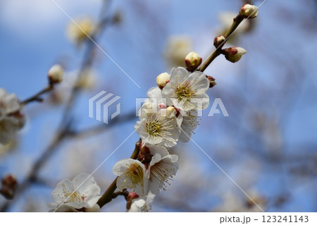 白い梅の花 123241143