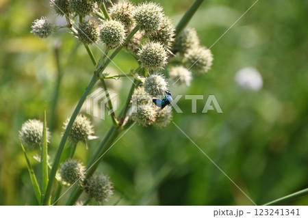 青い蜂 オオセイボウ 青い蜂 オオセイボウ 123241341