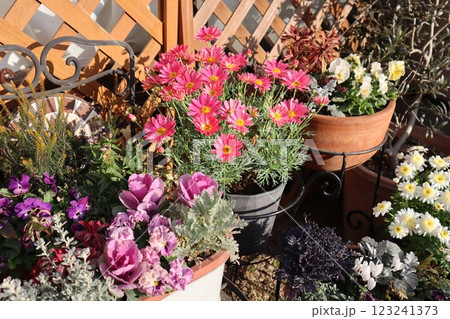 春の花の寄せ植え&寄せ鉢 春の花の寄せ植え&寄せ鉢 123241373