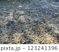 霜の降りた地面 123241396