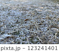 霜の降りた地面 123241401