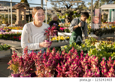 Woman chooses celosia mix Woman chooses celosia mix 123241403