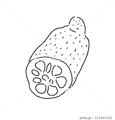 れんこん 線画 れんこん 線画 123241422