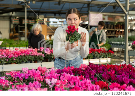Woman chooses a cyclamen plant 123241675