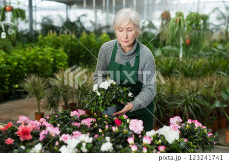 Aged saleswoman arranging potted blooming azaleas in garden shop Aged saleswoman arranging potted blooming azaleas in garden shop 123241741
