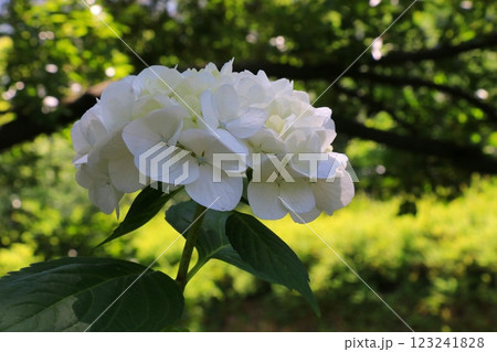 白い紫陽花 白い紫陽花 123241828