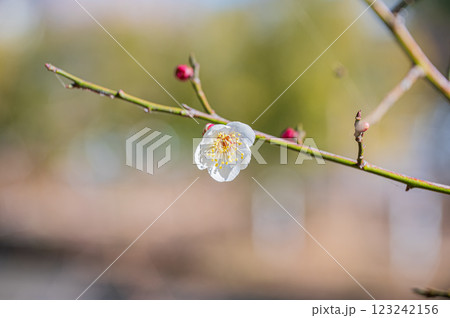 真冬に咲いた白い梅の花一輪 真冬に咲いた白い梅の花一輪 123242156